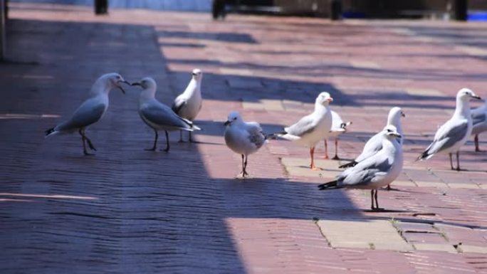 悉尼日间掌上城市街道上的海鸥