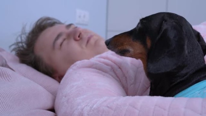 可爱的腊肠犬躺在主人拥抱，男性穿着粉色睡衣睡觉，宠物穿着蓝色圆点。黑与谭狗不耐烦地等待大师觉醒