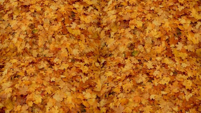 秋天的大自然。枫树的落叶。秋天在森林或公园散步。黄色落叶的背景。地面覆盖着橙色的叶子。秋季调色板。慢