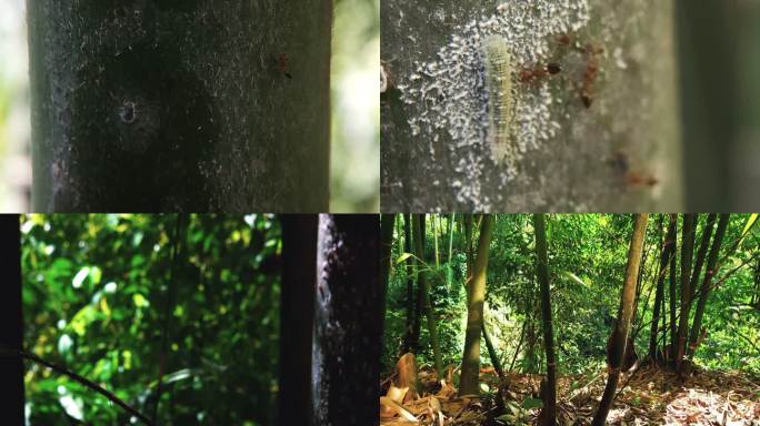 竹林竹子上的昆虫活动蚂蚁竹蚜虫竹虫