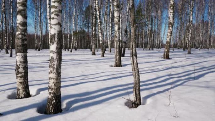 冬季森林中的晴天雪地穿梭穿越树林雪景