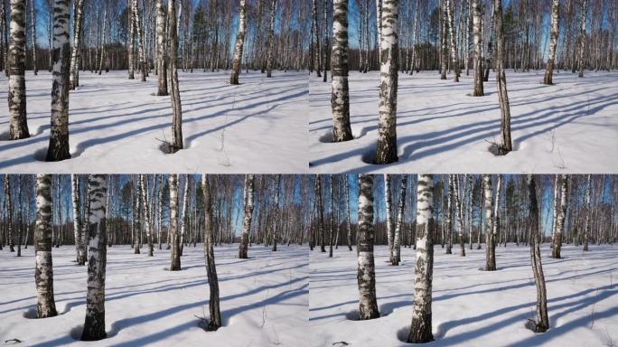 冬季森林中的晴天雪地穿梭穿越树林雪景