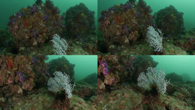 台湾，海底礁的海扇珊瑚
