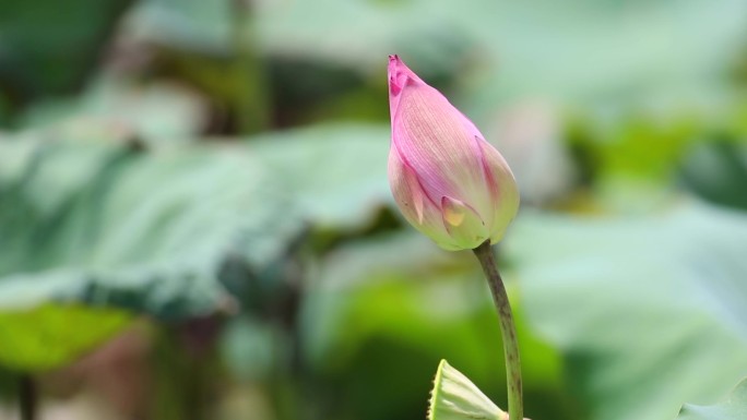 睡莲 睡莲 莲花