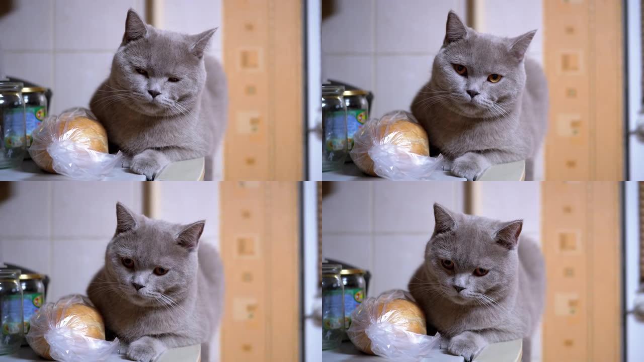 可爱的苏格兰猫坐在冰箱上。昏昏欲睡的猫观察人的运动