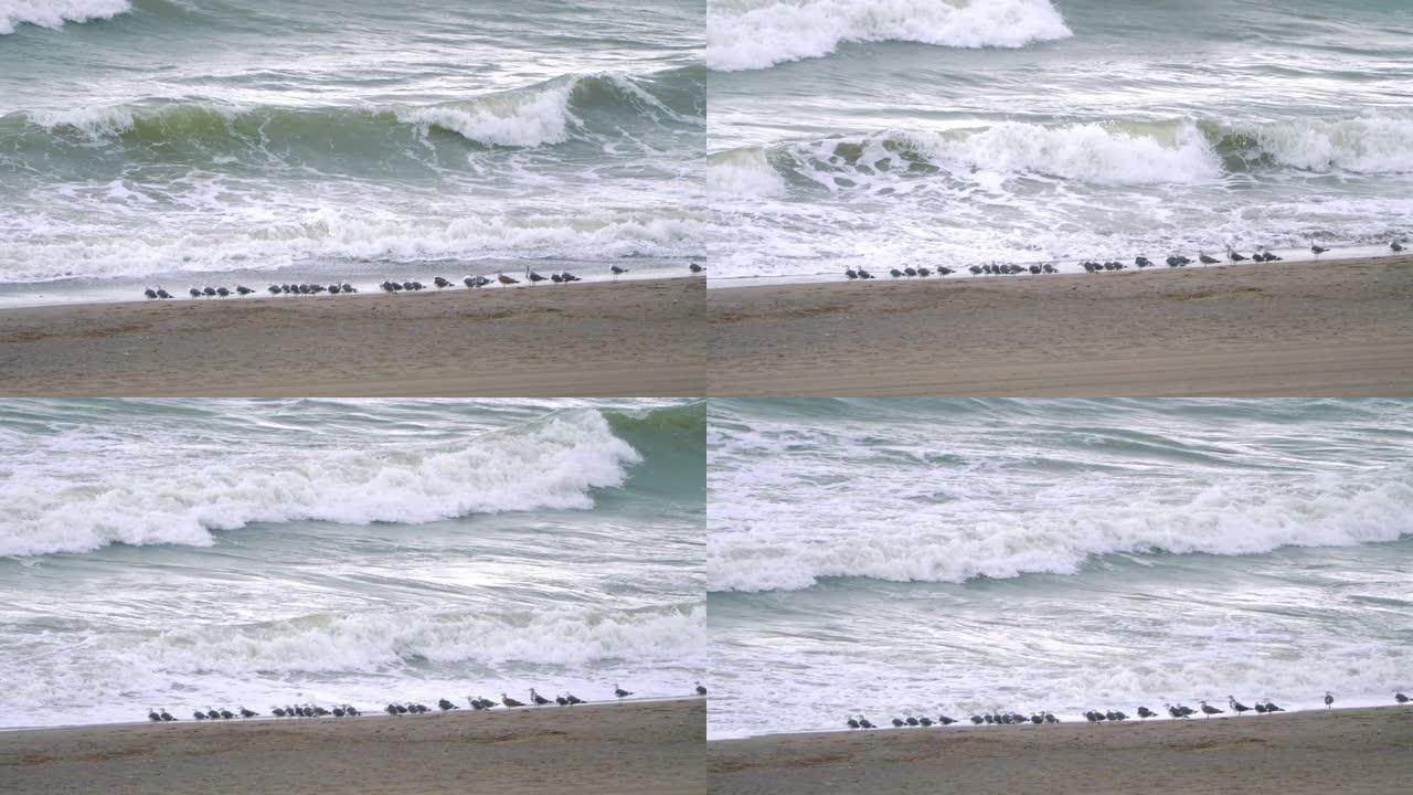 海洋中的海鸥群以4k慢动作60fps