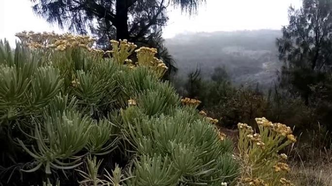 阿周纳山雪绒花的视频。这朵花被昵称为 “永恒之花”
