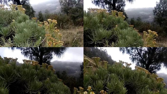 阿周纳山雪绒花的视频。这朵花被昵称为 “永恒之花”