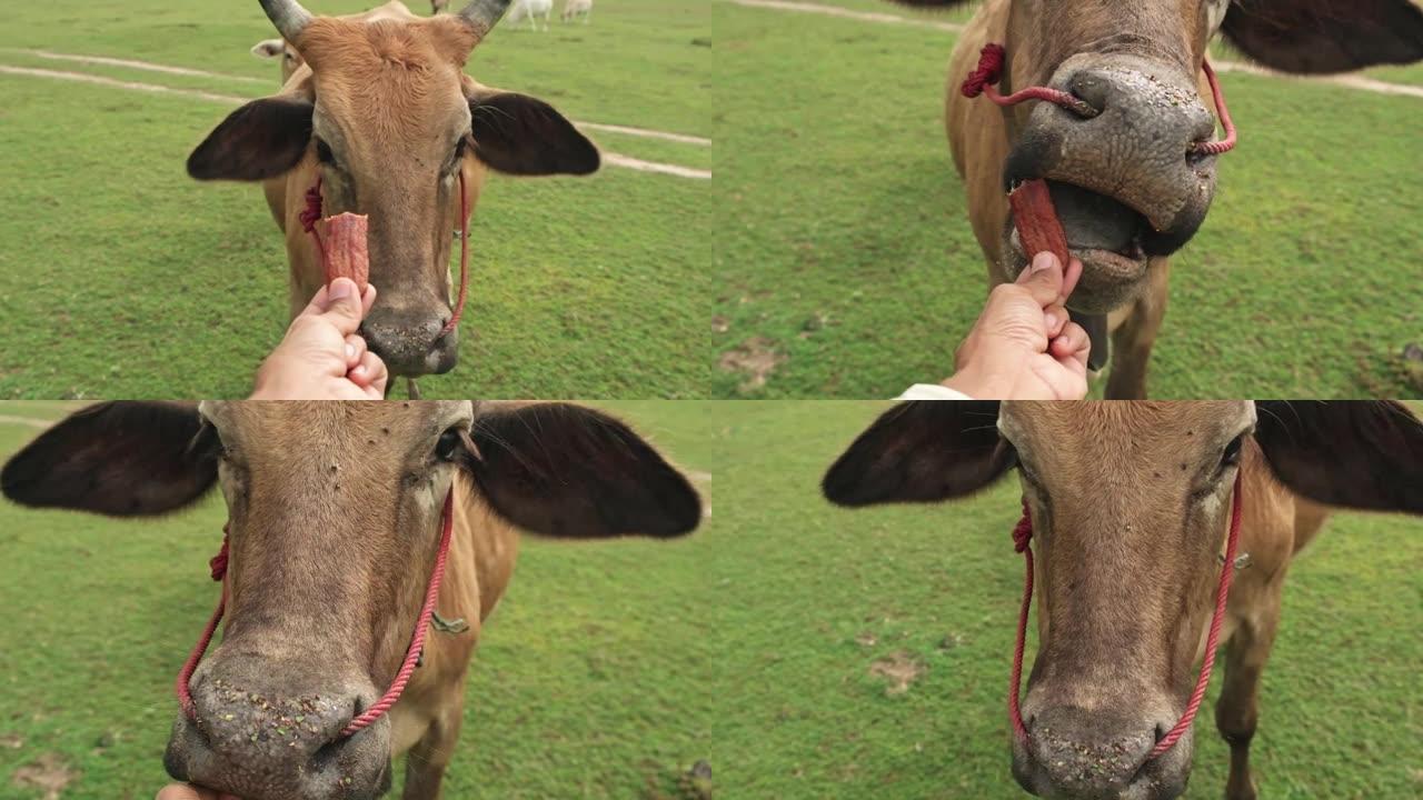 牛吃人手中的食物