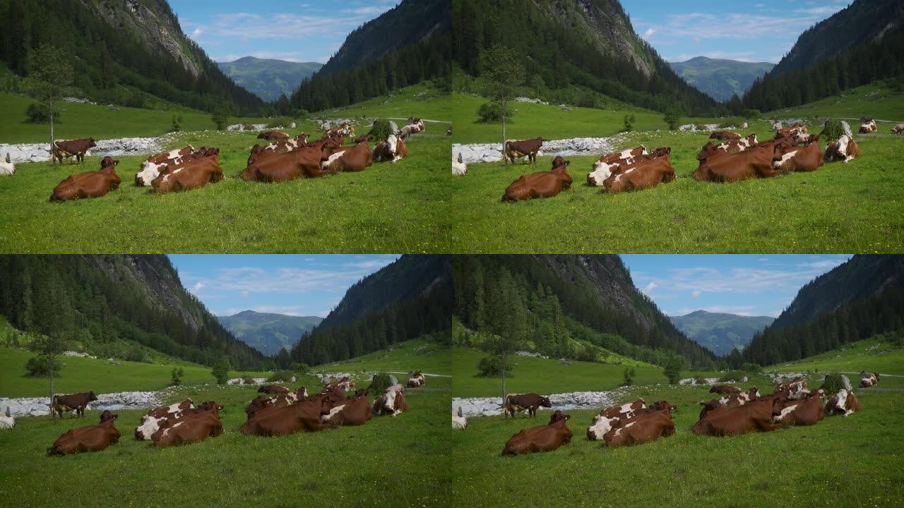 牧场上有猪的山牛悠闲生活绿色生态环境蓝天