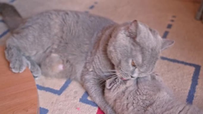 英国垂耳猫的母猫与一只小猫玩耍并舔它。