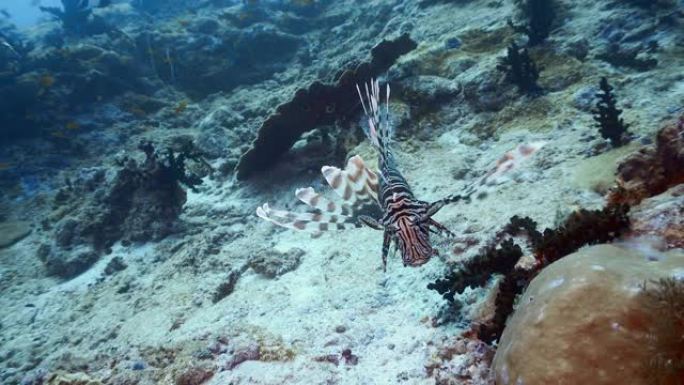 在马尔代夫的礁石上游来游去的狮子鱼