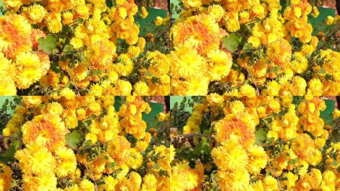 夕阳照亮的黄色花朵