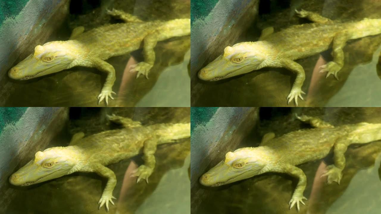 宽吻凯门鳄 (caiman latilostris) 是一种鳄鱼爬行动物，发现于南美洲东部和中部，包