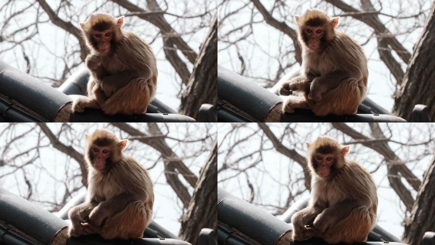连云港花果山景区的猴子