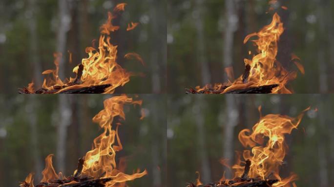 关闭夏季森林白天燃烧的烧焦原木。