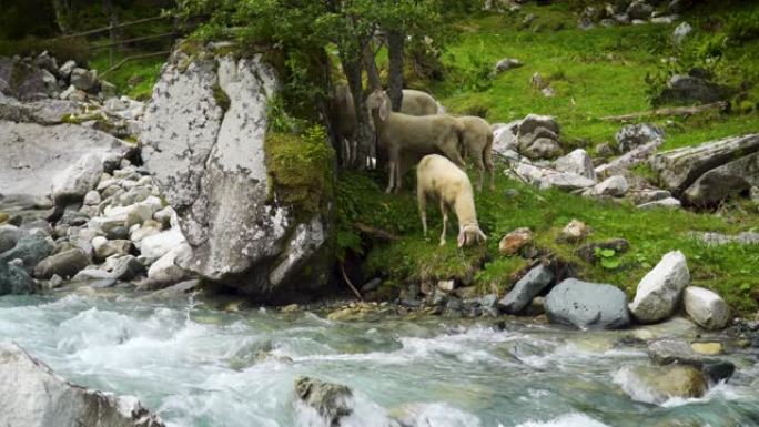 河边的山羊羊羊吃草河流空镜视频素材