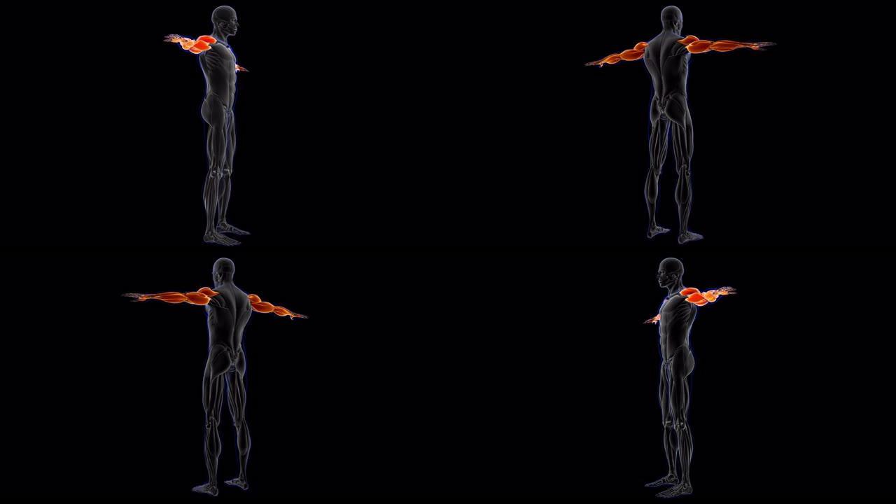 手臂肌肉解剖医学概念环可3D插图