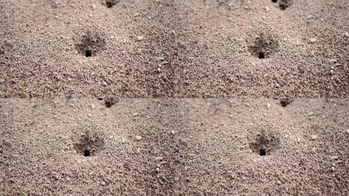 黑色昆虫。数以千计的黑蚂蚁在干燥的地面上。蚁丘附近沙漠中的蚂蚁。