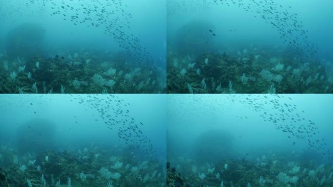 海扇珊瑚在海底礁的雀鲷学校