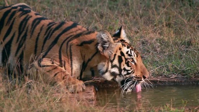 印度中部游泳池里的一只大虎喝水