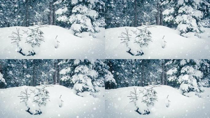 树枝上美丽蓬松的雪。从云杉树枝上飘落的雪很美。冬天的童话，雪中的树木被囚禁。下雪的冬季录像视频