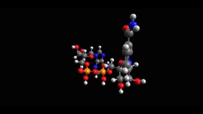 烟酰胺腺嘌呤二核苷酸 (NAD) 氧化形式的动画骨骼3D模型