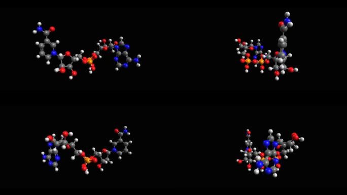 烟酰胺腺嘌呤二核苷酸 (NAD) 氧化形式的动画骨骼3D模型