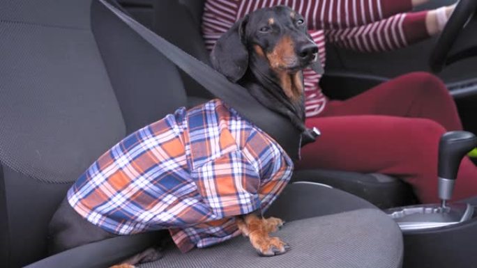 人们带着心爱的宠物旅行或去看兽医。穿着方格潮人衬衫的可爱的听话腊肠犬坐在汽车的乘客座位上，系好安全带