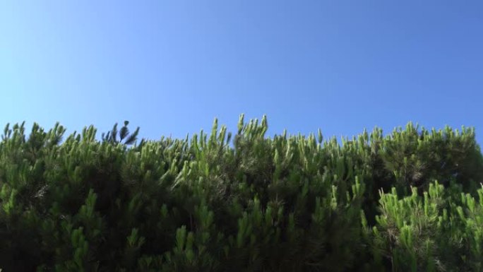 松枝上有钉钉，迎着蓝天在风中摇曳。圣莫尼卡温暖的夏日阳光明媚的日子。特写。美丽的纹理背景。