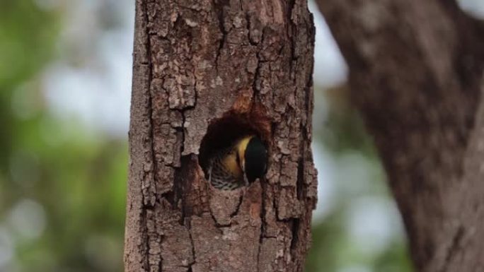 啄木鸟宝宝露出了长长的舌头。campo flicker (Colaptes campestris)，
