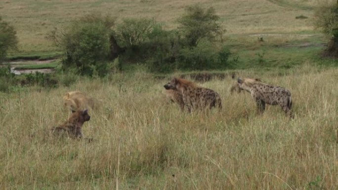 许多鬣狗耐心地等待着狮子继续进食