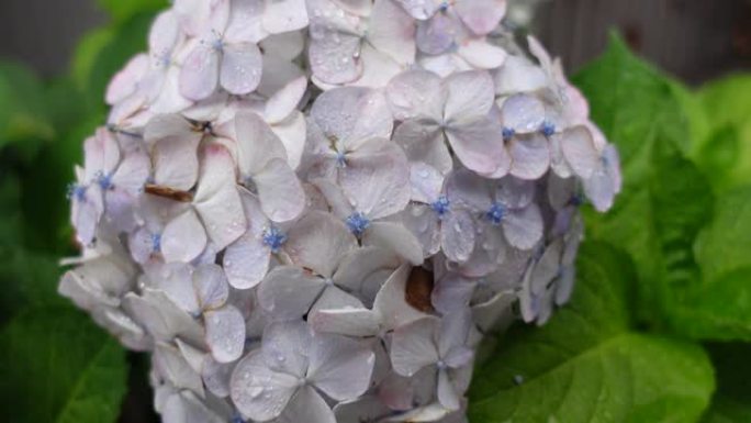 日本的绣球花，雨天