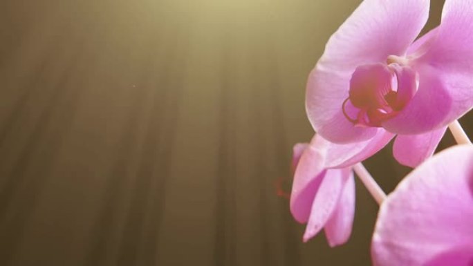 黑色背景上美丽兰花的特写。阳光和漂浮粒子的动画。从上到下倾斜镜头。主题在右边。