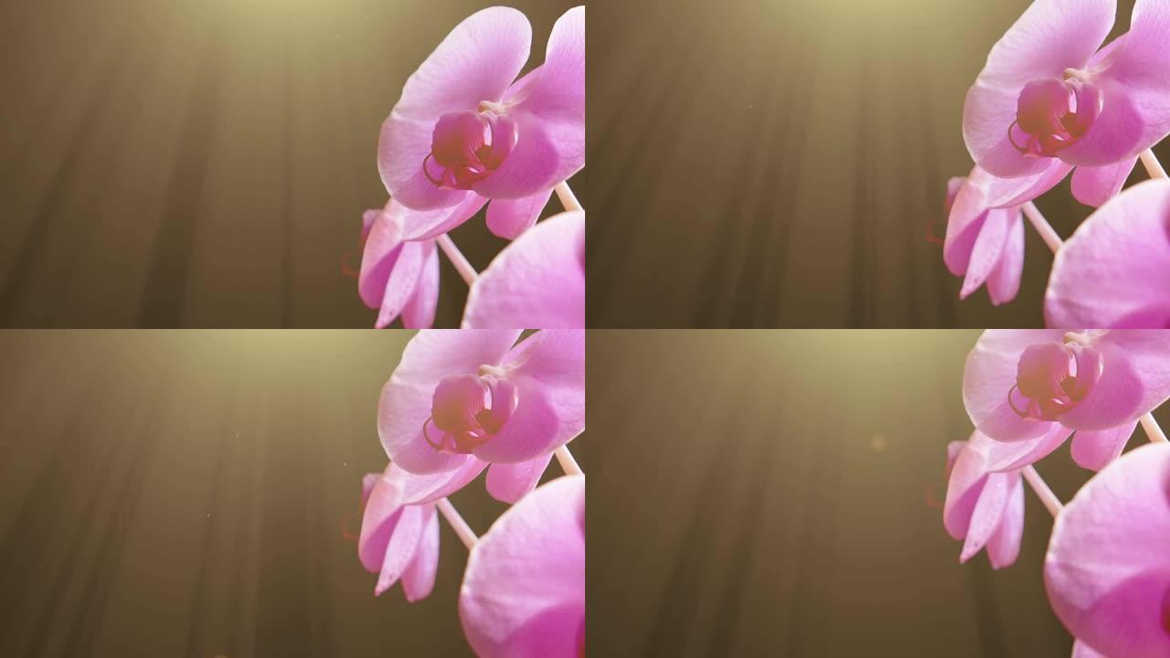 黑色背景上美丽兰花的特写。阳光和漂浮粒子的动画。从上到下倾斜镜头。主题在右边。