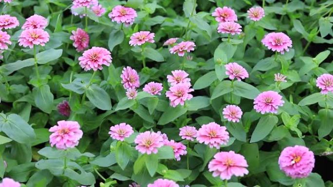 一组粉红色的百日草或黄金花在花园中，用于家庭和建筑装饰。