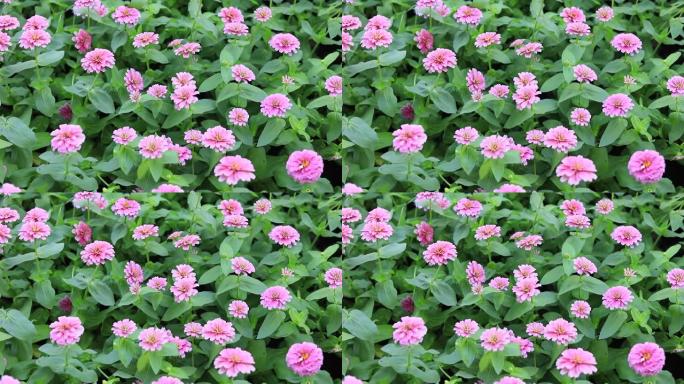 一组粉红色的百日草或黄金花在花园中，用于家庭和建筑装饰。