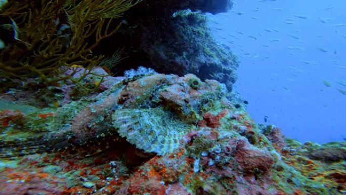 野生动物水下-蝎子鱼在海底安静的珊瑚从水肺潜水。