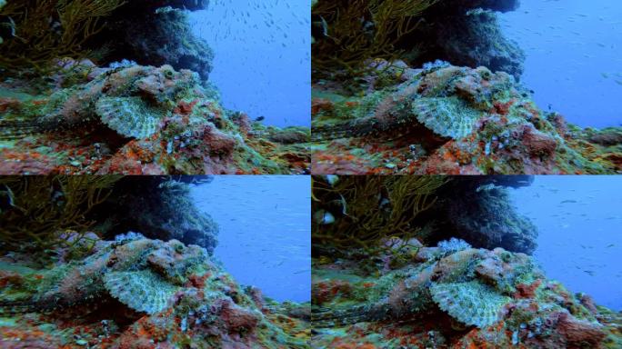 野生动物水下-蝎子鱼在海底安静的珊瑚从水肺潜水。