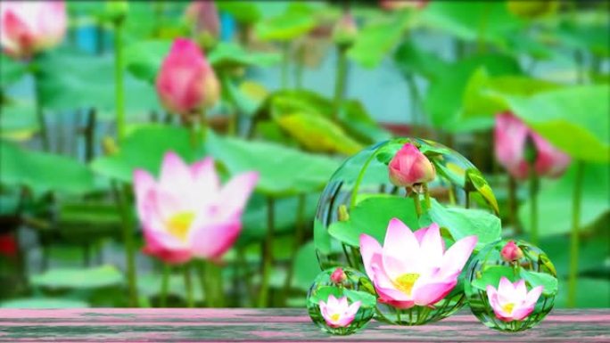 古木粉红莲花在池塘里盛开的倒影和水晶球玻璃上的水模糊垫