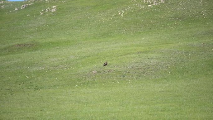 野鹰栖息在绿色草地上