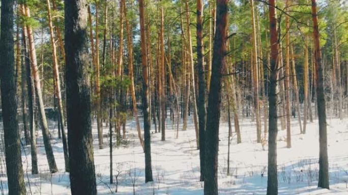 白色雪藏路令人兴奋的茂密松林树木