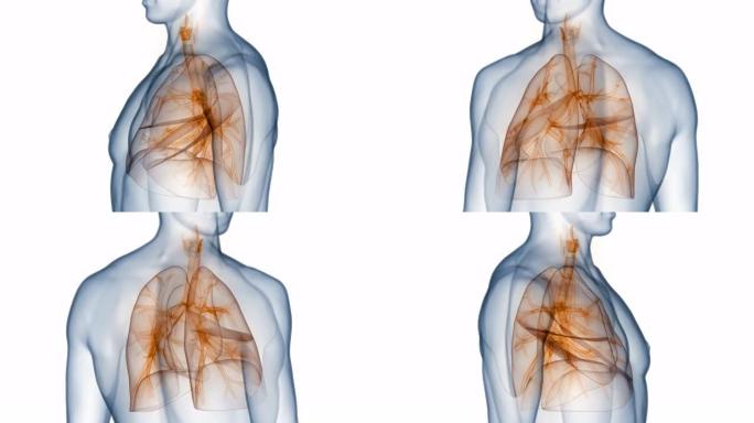 人体呼吸系统肺解剖动画概念