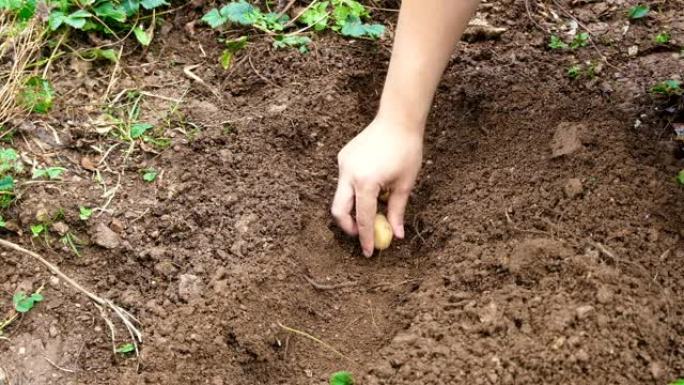 手动种植土豆。把土豆放在有机田里准备种植。用手在犁沟里种植土豆
