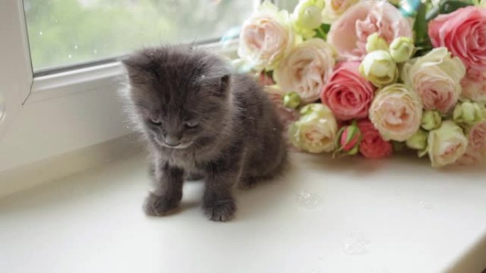 一只可爱的灰色小猫坐在窗台上，看着肥皂泡