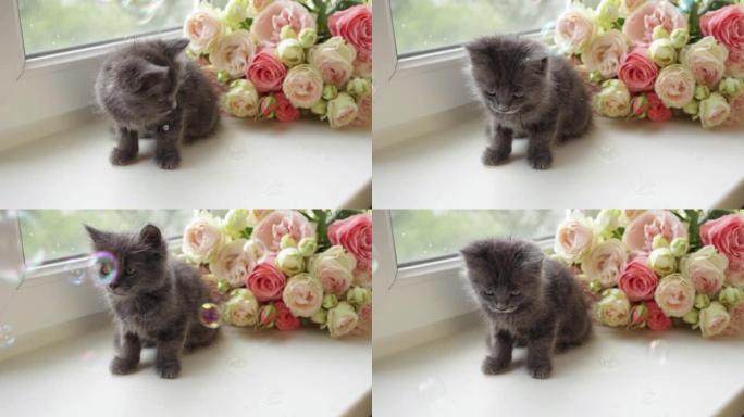一只可爱的灰色小猫坐在窗台上，看着肥皂泡