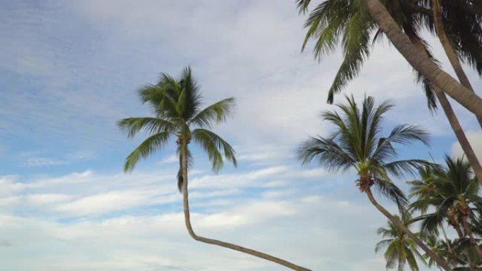 泰国苏梅岛拉迈海滩的椰子树。在Covid没有游客之后