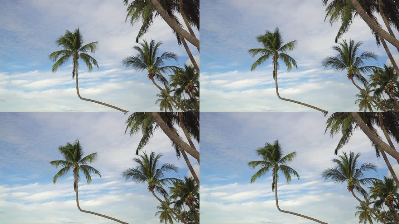 泰国苏梅岛拉迈海滩的椰子树。在Covid没有游客之后
