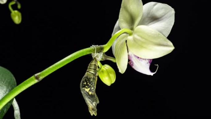石灰蝶-凤蝶-马来亚从蛹孵化成蝴蝶的发育和转化阶段。孤立在黑色背景上。时间流逝