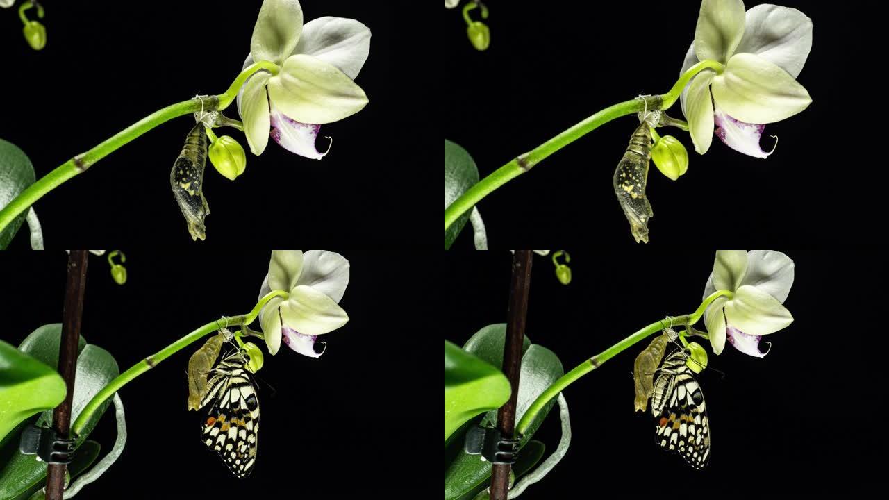 石灰蝶-凤蝶-马来亚从蛹孵化成蝴蝶的发育和转化阶段。孤立在黑色背景上。时间流逝